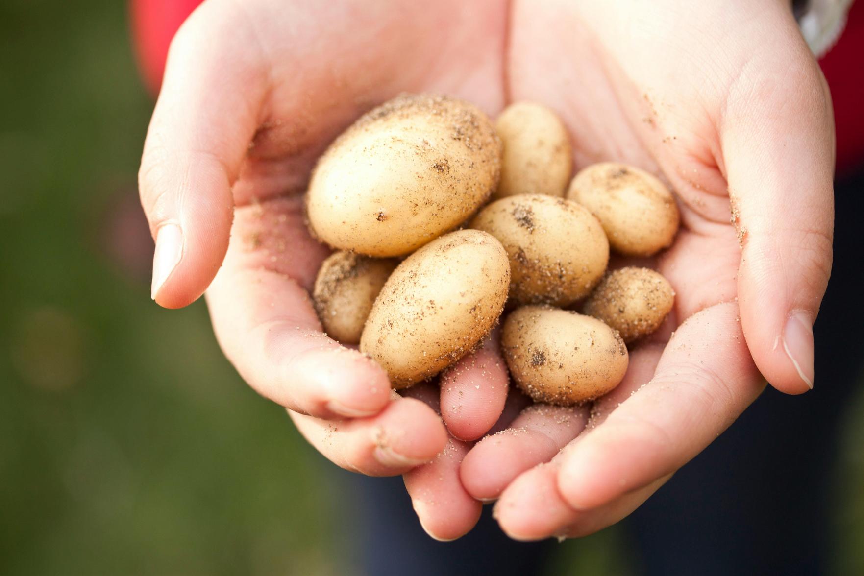 Transformação de Jardins: Cultivo Sustentável e Experiências Gastronômicas em Horta Urbana