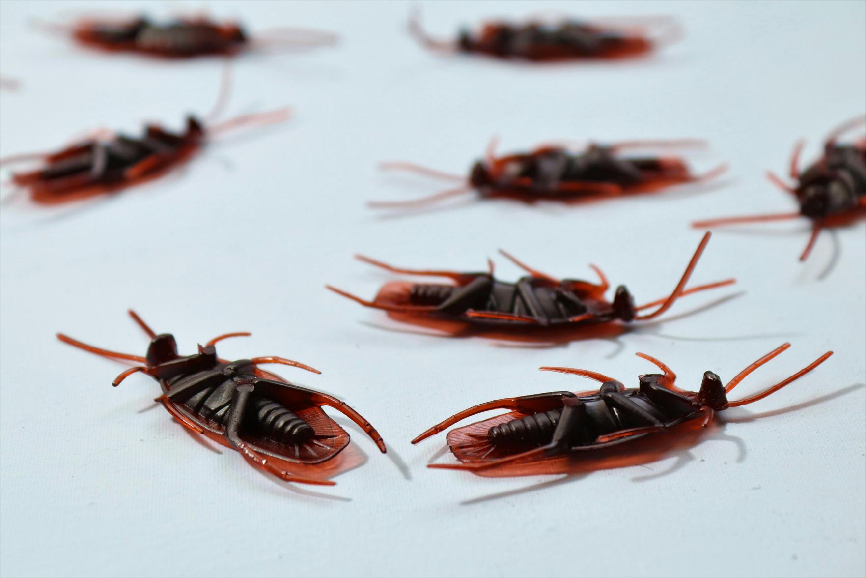 Controle de Pragas Eficaz: Dicas para Manter Sua Casa Livre de Infestações